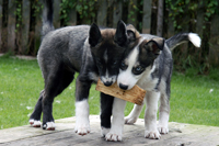 Huskies Erleben